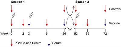 Immunogenicity of Influenza Vaccines: Evidence for Differential Effect of Secondary Vaccination on Humoral and Cellular Immunity